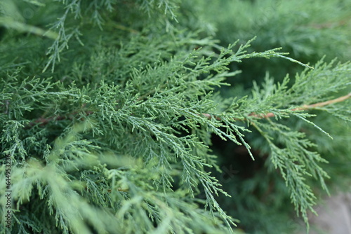 Green juniper branches close-up, green background, juniper branches texture ,  © Анна Климчук