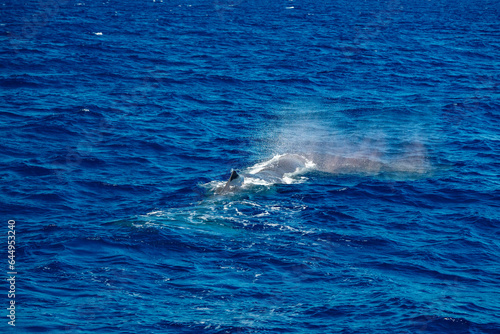spermwhale on sea surface Sperm Whale blowing and breathing in mediterranean sea