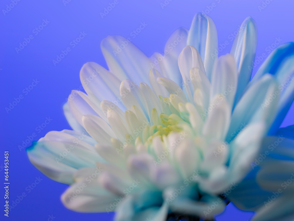 青いキク 青い花 青い菊	