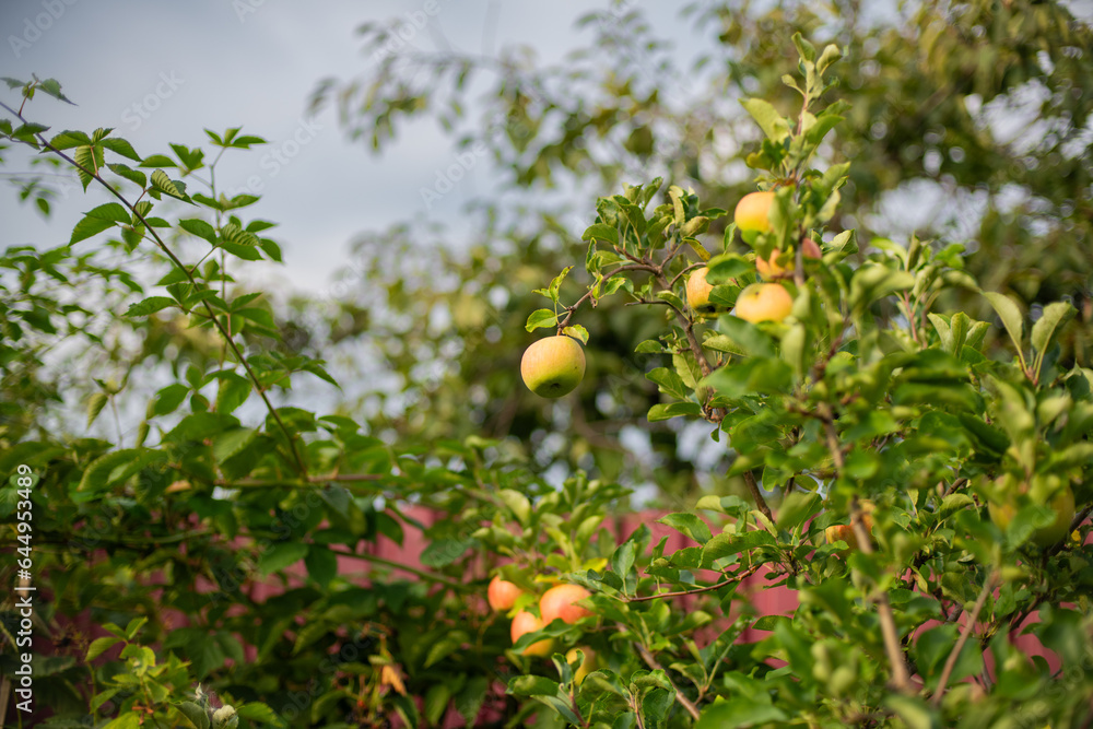 Apple tree. Branch of ripe red apples on a tree in a garden Apple tree. Branch of ripe red apples on a tree in a garden