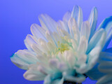 青いキク 青い花 青い菊	