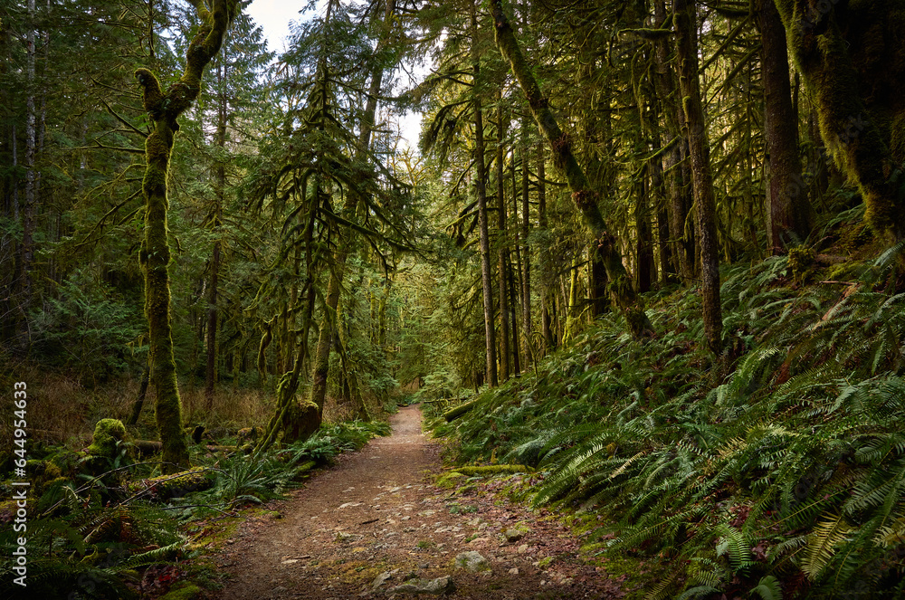 Fototapeta premium Scenic west coast rainforest, rich in moss, sword ferns, cedar trees, and Douglas fir trees. Hiking Trail in Skookumchuck Narrows Provincial Park. Sunshine Coast, British Columbia, Canada