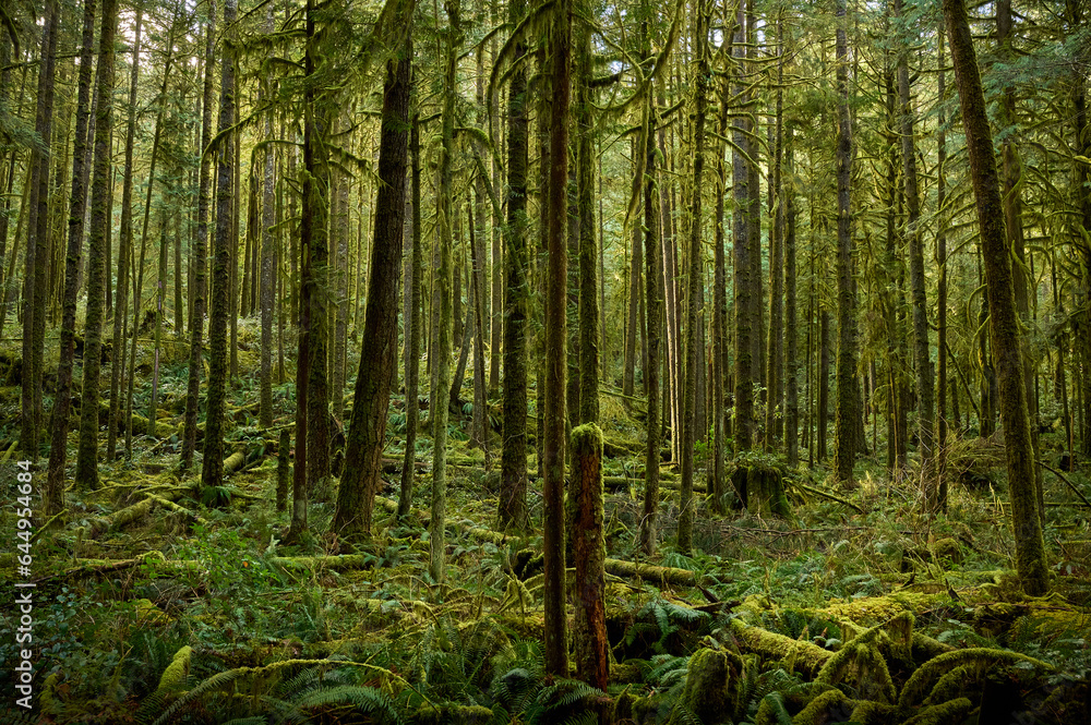 Obraz premium Scenic west coast rainforest, rich in moss, sword ferns, cedar trees, and Douglas fir trees. Hiking Trail in Skookumchuck Narrows Provincial Park. Sunshine Coast, British Columbia, Canada