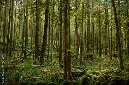 Scenic west coast rainforest, rich in moss, sword ferns, cedar trees, and Douglas fir trees. Hiking Trail in Skookumchuck Narrows Provincial Park. Sunshine Coast, British Columbia, Canada © Alena Charykova