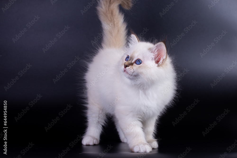 Sacred Birman kitten, birma on a black background