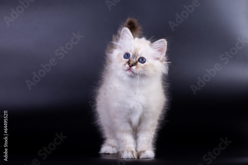 Sacred Birman kitten, birma on a black background