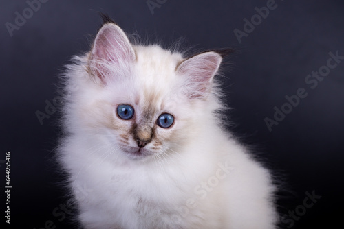 Sacred Birman kitten, birma on a black background