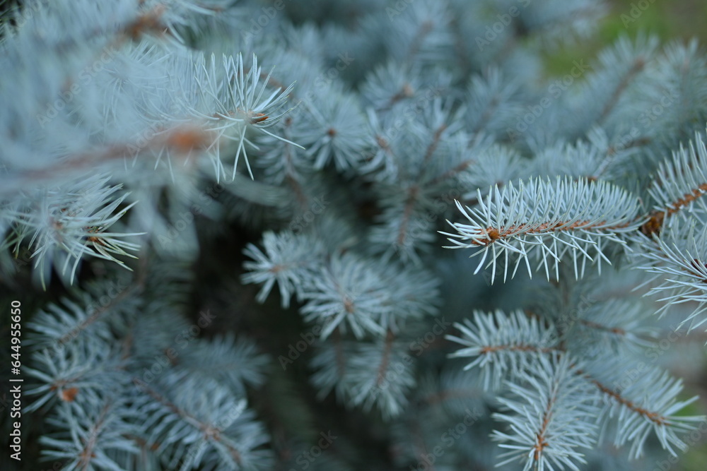 blue branches of a pine tree close-up, short needles of a coniferous tree close-up on a green background, texture of needles of a Christmas tree close-up, blue  texture of pine branches