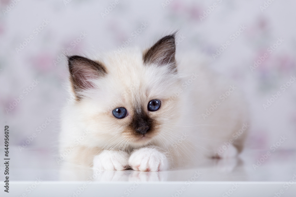 Sacred Birman kitten, birma on a light background