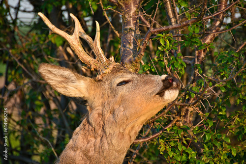 Fototapeta Naklejka Na Ścianę i Meble -  sarna