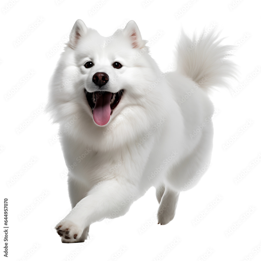 White samoyed pomerarian dog isolated