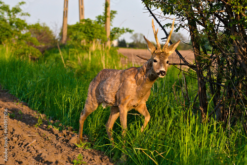 Fototapeta Naklejka Na Ścianę i Meble -  Sarna o zachodzie