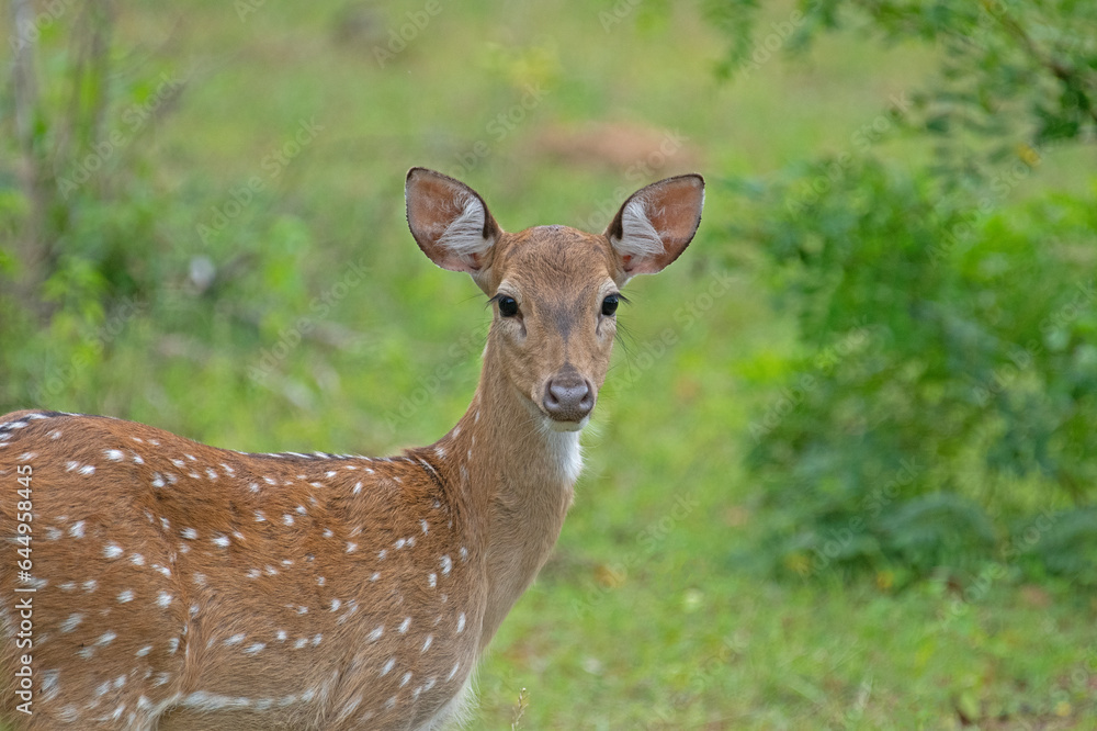 A close-up of a spotted deer's face, its brown fur with white spots and large dark eyes staring into the camera.