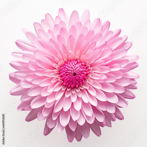 One Aster flower isolated on white background, top view. Floral flowers pattern.