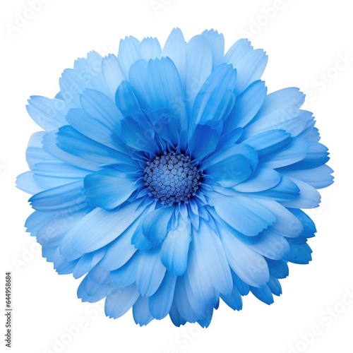 One Blue Fringed Daisy flower isolated on white background, top view. Floral flowers pattern.