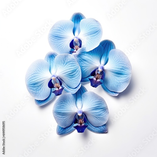Blue orchids flowers isolated on white background, top view. Floral flowers pattern.