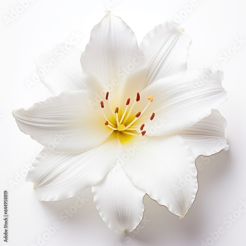 One Lily flower isolated on white background, top view. Floral flowers pattern.