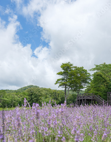 ラベンダー畑と青空