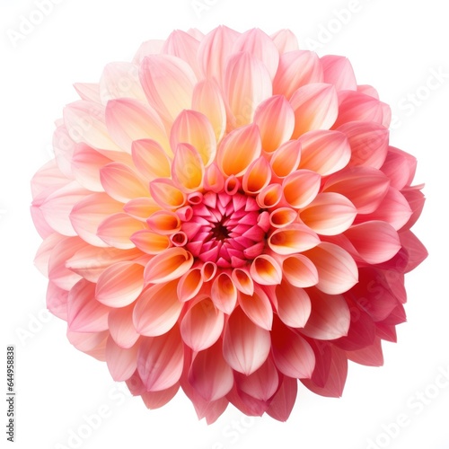 One Dahlia flower isolated on white background, top view. Floral flowers pattern. © DenisNata