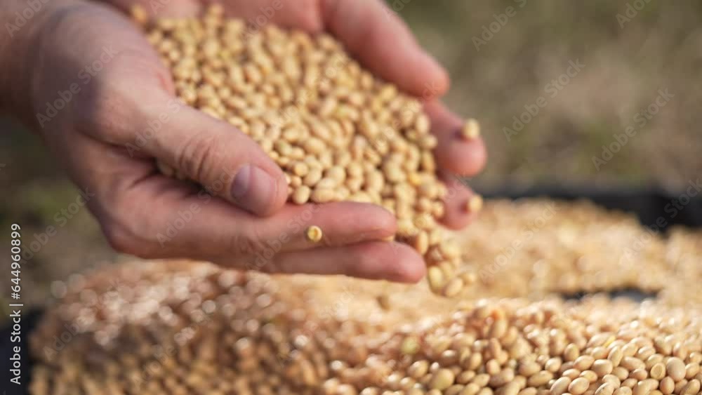 soybean agriculture. farmer holding soybean grains close-up. agriculture business soy a farm concept. farmer hands are sorting out lifestyle soybean grains holding in his hands soybean agriculture. farmer holding soybean grains close-up. agriculture business soy a farm concept. farmer hands are sorting out lifestyle soybean grains holding in his hands