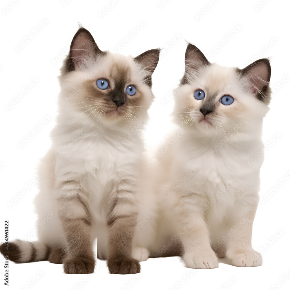two ragdoll kittens isolated 