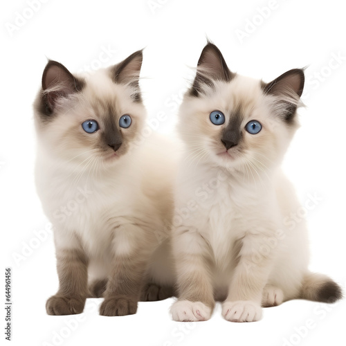 two ragdoll kittens isolated 