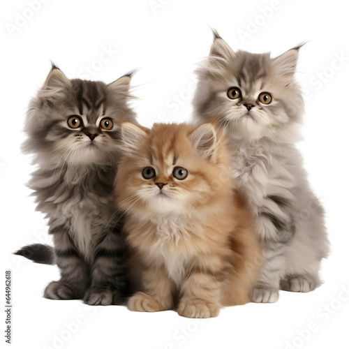 group of playful kittens isolated 