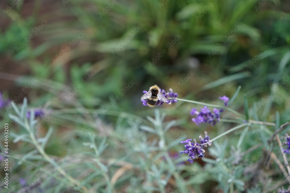 bumblebee on lavender