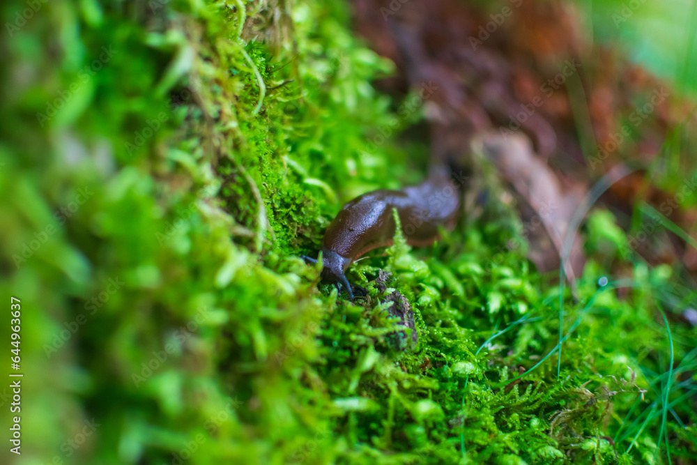 Slug on the moss