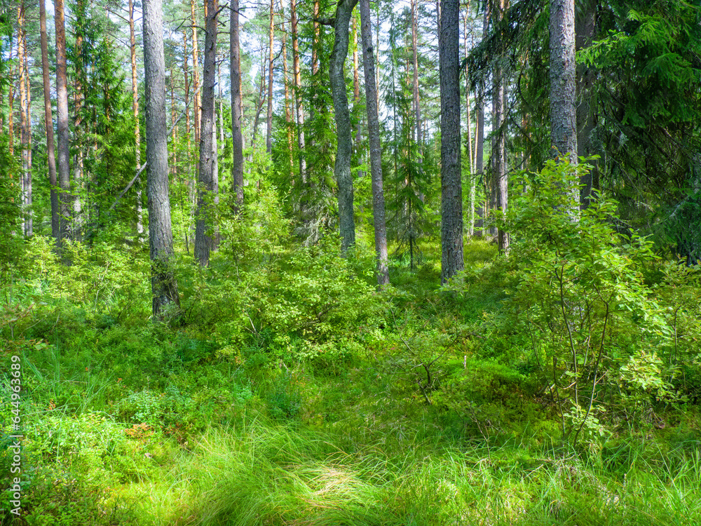 Fototapeta premium scenic nature in the Laheema national park near Tallinn, Estonia