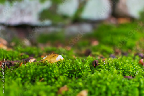 moss on the ground