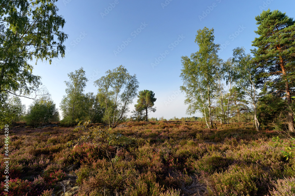 Coquibus heather land in Fontainebleau forest Coquibus heather land in Fontainebleau forest