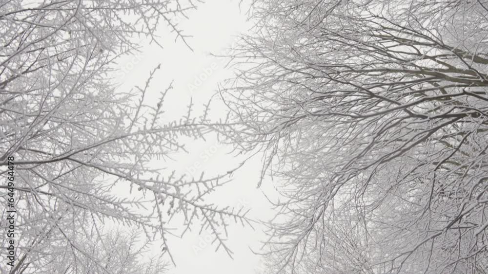 Echoes of Nordic Adventure: The snow-covered forest video reveals a sense of northern nature, where snow and cold create a unique image. Winter Magical World: Snow-Covered Forest video takes you into Echoes of Nordic Adventure: The snow-covered forest video reveals a sense of northern nature, where snow and cold create a unique image. Winter Magical World: Snow-Covered Forest video takes you into
