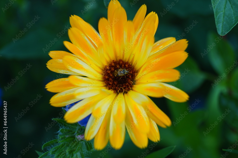 yellow flower in the garden yellow flower in the garden