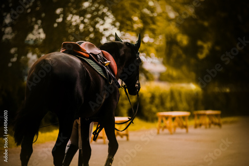 A horse breeder is leading a sleek black horse with a saddle on a summer evening, after participating in equestrian competitions. The care required to maintain horses. Sportsmanship, animal welfare.