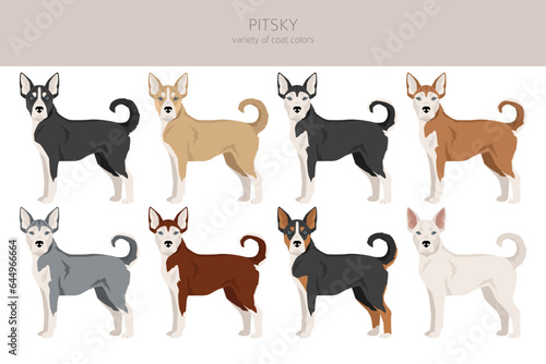 Pitsky clipart. Pit bull terrier Siberian Husky mix. Different coat colors set