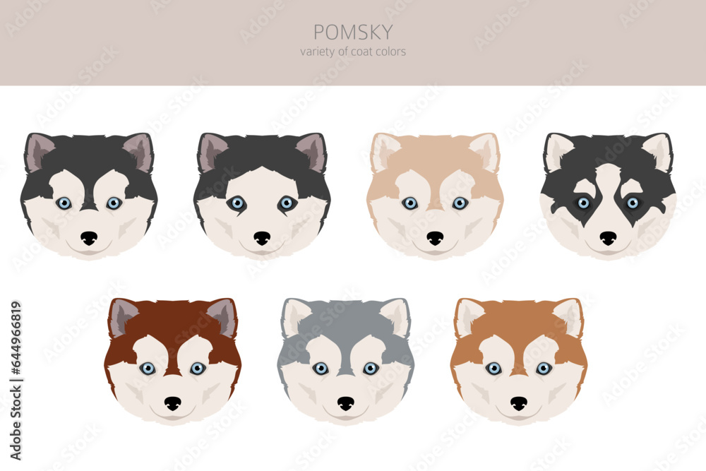 Pomsky clipart. Pomeranian Husky mix. Different coat colors set Pomsky clipart. Pomeranian Husky mix. Different coat colors set