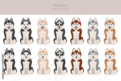Fototapeta Naklejka Na Ścianę i Meble -  Pomsky clipart. Pomeranian Husky mix. Different coat colors set