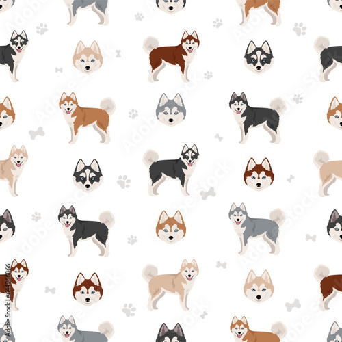 Pomsky seamless pattern. Pomeranian Husky mix. Different coat colors set