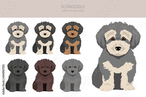 Schnoodle clipart. Schnauzer Poodle mix. Different coat colors set