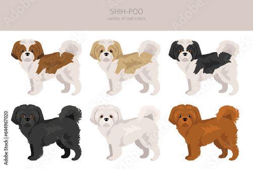 Shih-Poo clipart. Shih-Tzu  Poodle mix. Different coat colors set photo