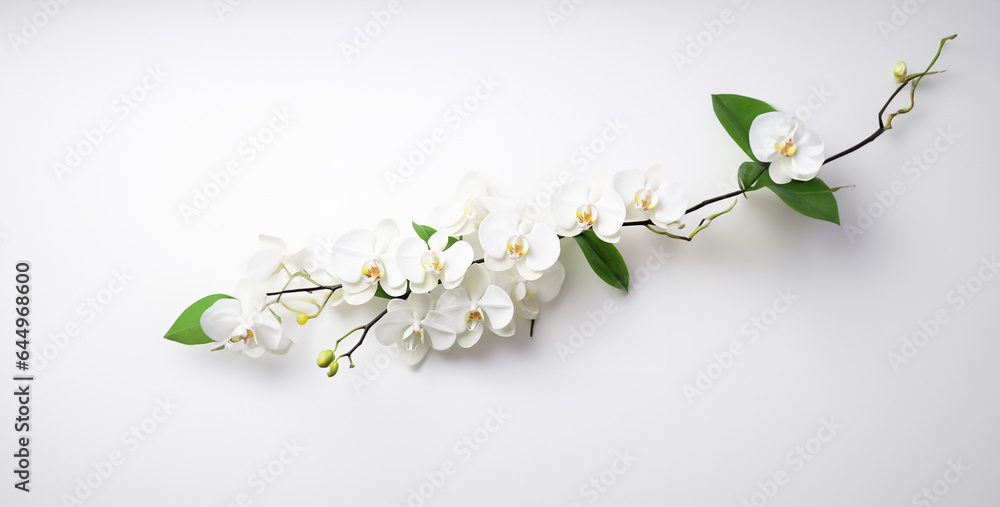 Obraz premium a shot of an orchid flower that is born blooms and dies hd wallpaper