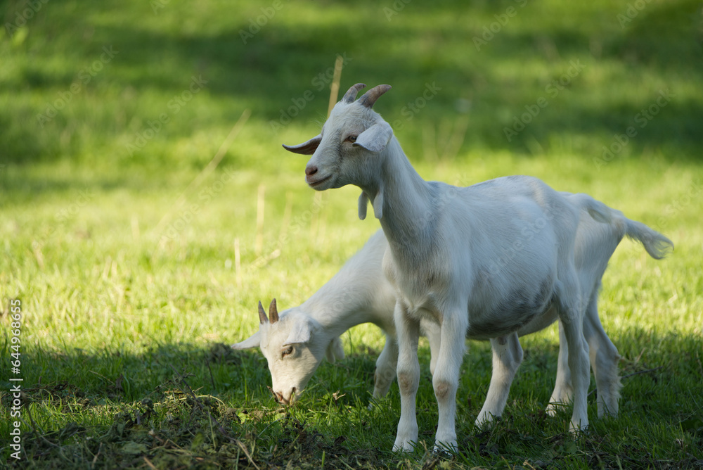 Two little goat lambs stand close to each other in the meadow Two little goat lambs stand close to each other in the meadow