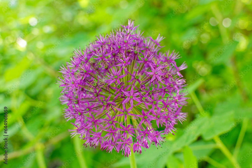 Flower Flower
