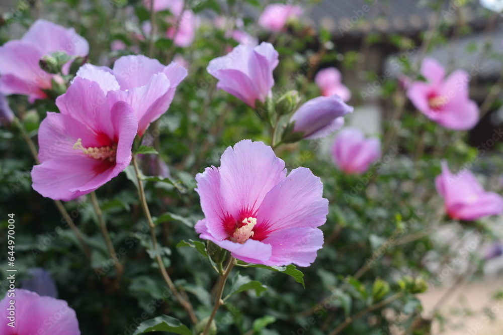 Fototapeta premium Rose of Sharon is the national flower of South Korea