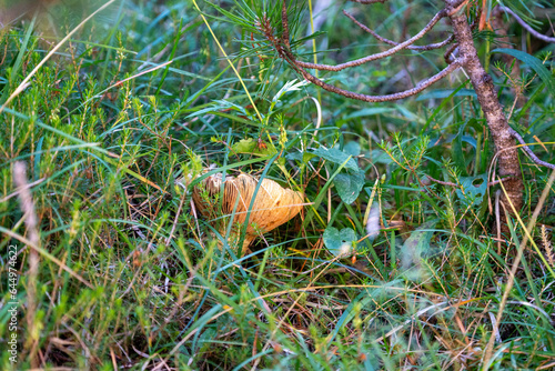 Mushroom in the swiss national Park