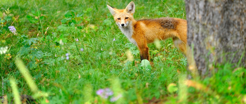 Red Fox in Forest Mountains Wild Animal Wary and Alert Red Fox in Forest Mountains Wild Animal Wary and Alert
