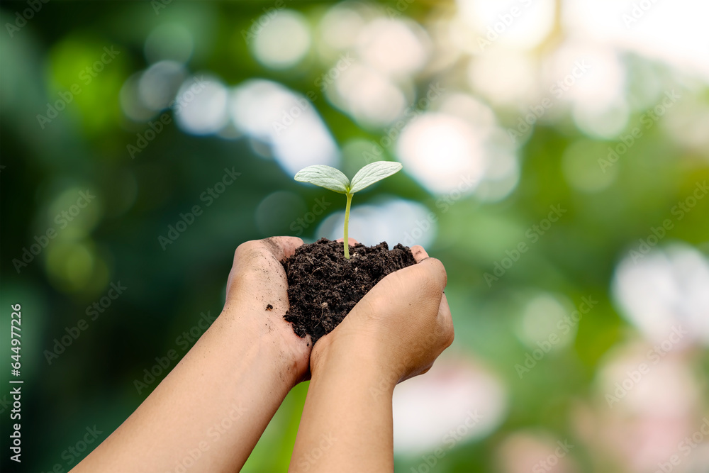 Trees are planted on the ground in human hands with natural green backgrounds, the concept of plant growth, and environmental protection. Trees are planted on the ground in human hands with natural green backgrounds, the concept of plant growth, and environmental protection.