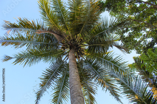 High green coconut tree, view from below. Clear blue sky background
