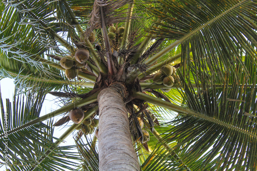 High green coconut tree, view from below. Clear blue sky background © Yessi